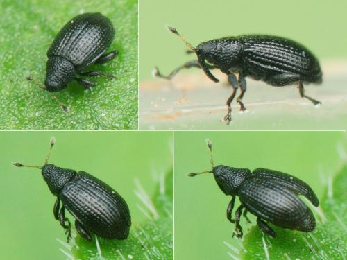 Réf. 232 992 : Rhamphus oxyacanthae